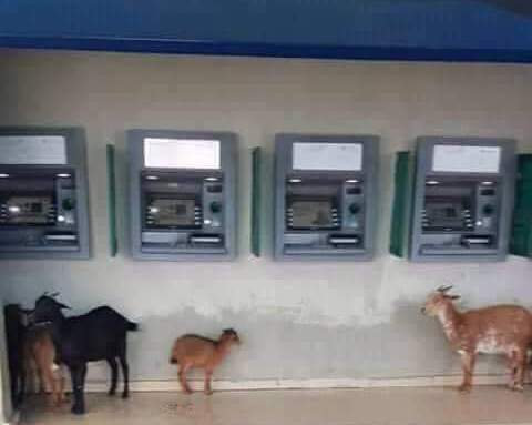 ATM goats