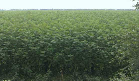 NDLEA Cannabis farm in Edo